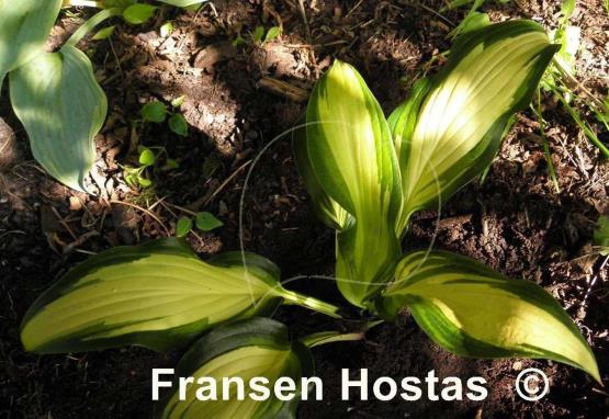 Hosta Jane Ward