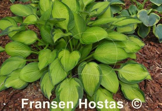 Hosta Janet Day