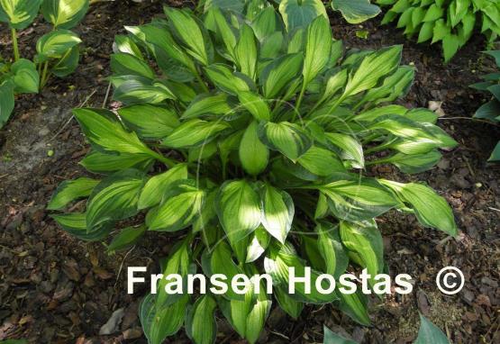 Hosta Janet Day
