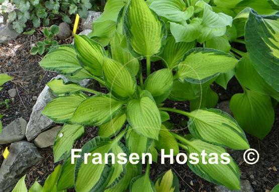 Hosta Janet Day