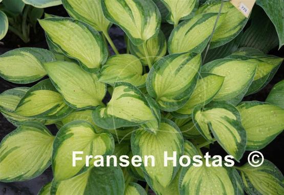Hosta Janet Day