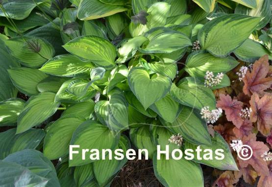 Hosta Janet Day