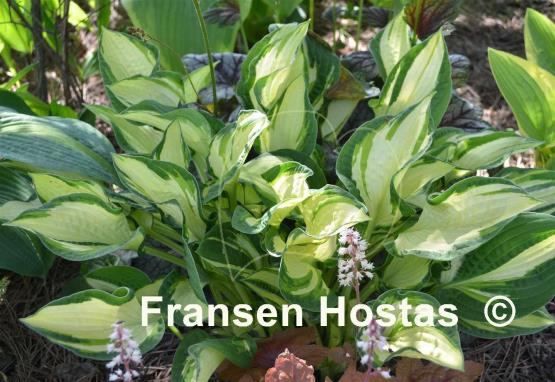 Hosta Janet Day