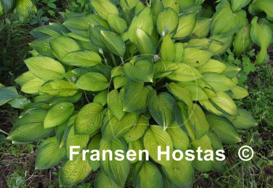 Hosta Janet