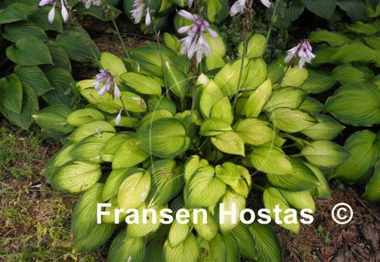 Hosta Janet
