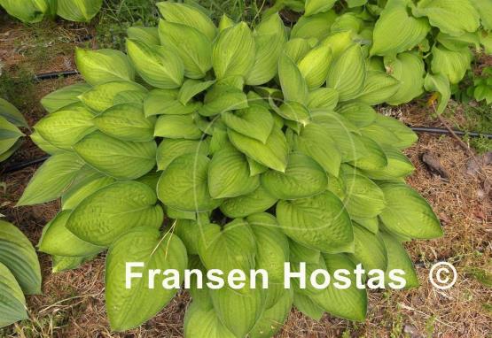 Hosta Janet