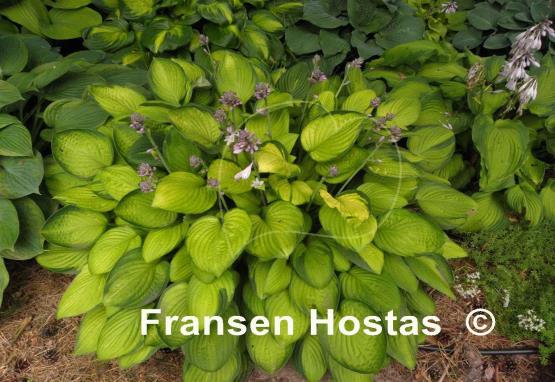 Hosta Janet