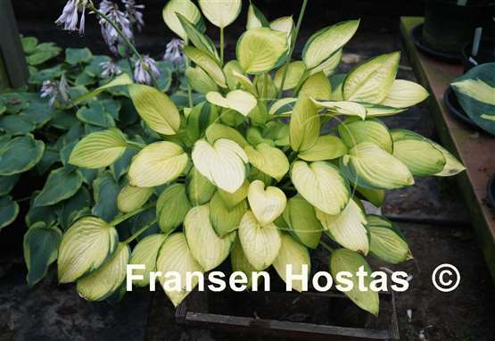 Hosta Janet