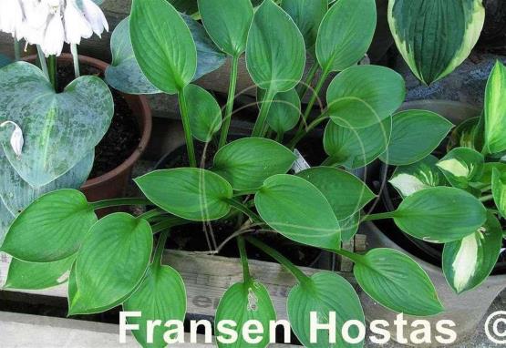 Hosta Janet's Green Sox