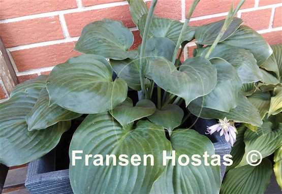 Hosta Jasmine