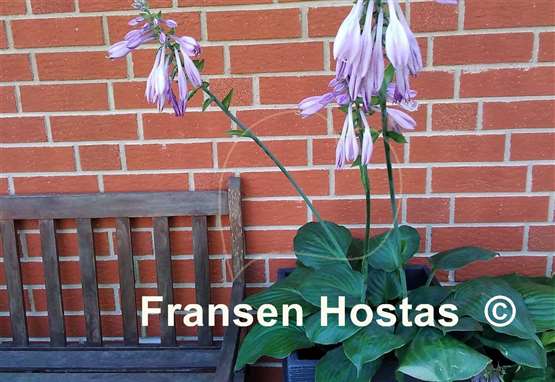 Hosta Jasmine