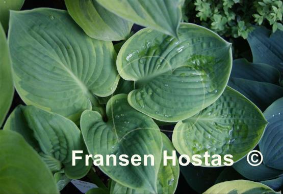 Hosta Jason and Katie