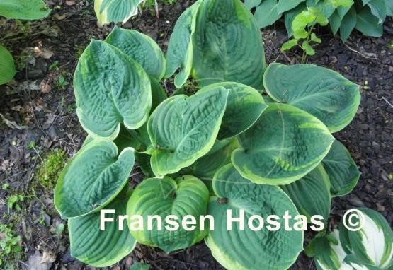 Hosta Jason and Katie