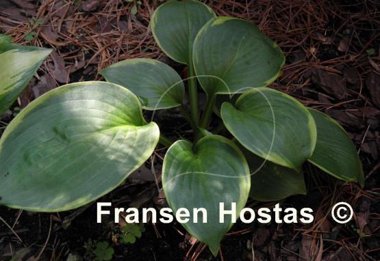 Hosta Jason and Katie