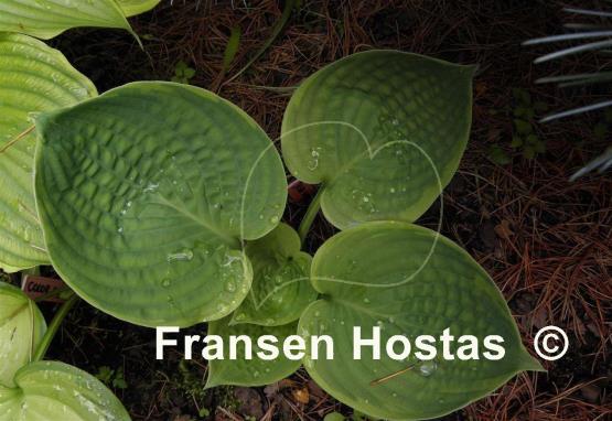 Hosta Jason and Katie