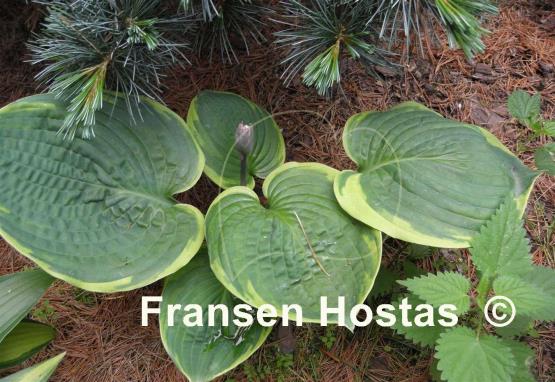 Hosta Jason and Katie