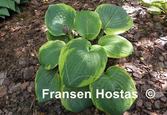 Hosta Jason and Katie