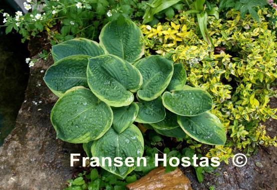 Hosta Jason and Katie