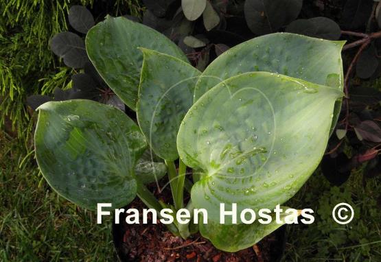 Hosta Jawbreaker