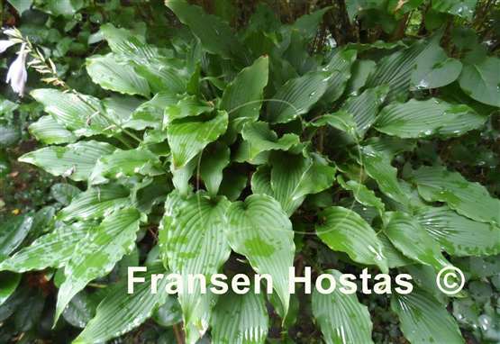 Hosta Jaws