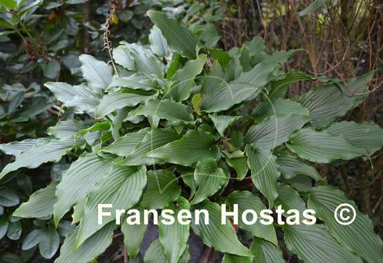 Hosta Jaws