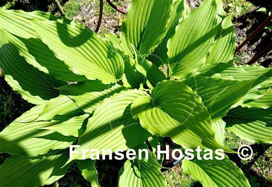 Hosta Jaws