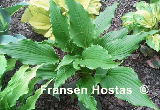 Hosta Jaws