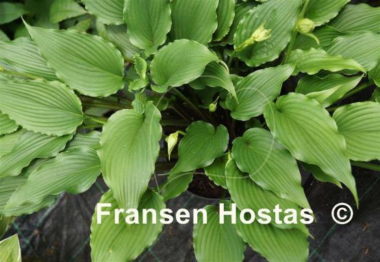 Hosta Jaws