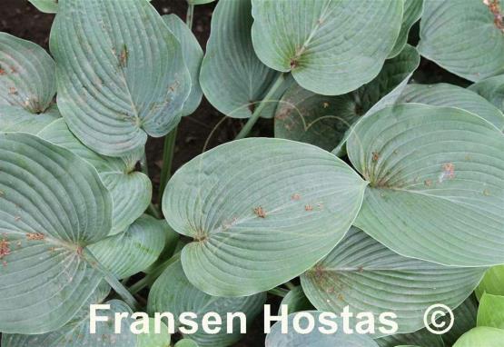 Hosta Jay B. Abendroth