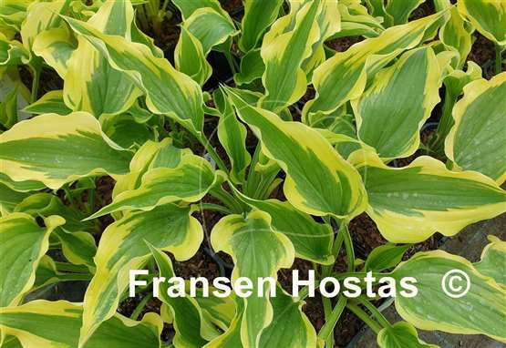 Hosta Jen