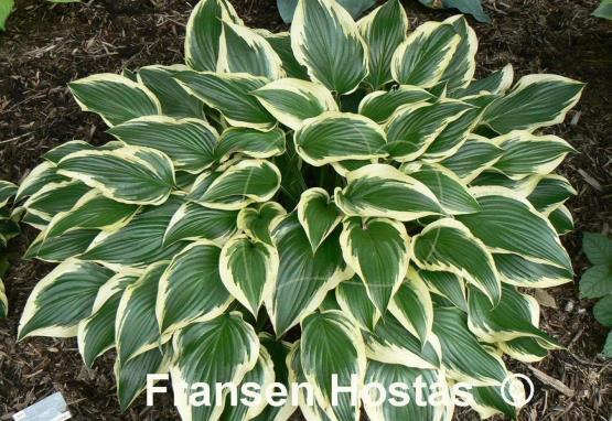 Hosta Jen