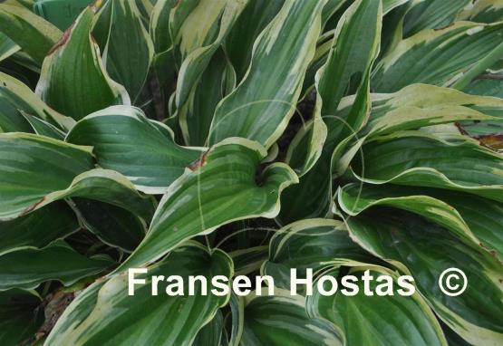 Hosta Jen