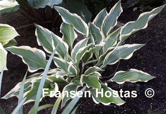 Hosta Jen