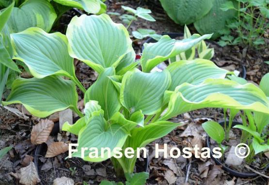 Hosta Jen