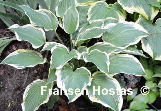 Hosta Jen