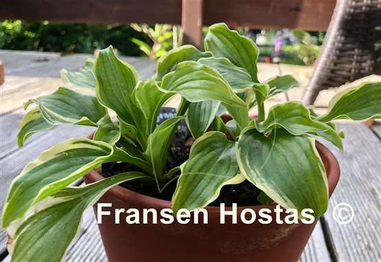 Hosta Jennifer Bailey