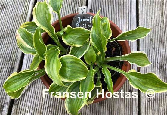 Hosta Jennifer Bailey