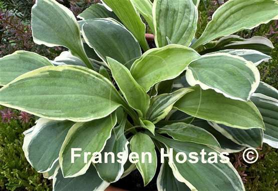 Hosta Jennifer Bailey