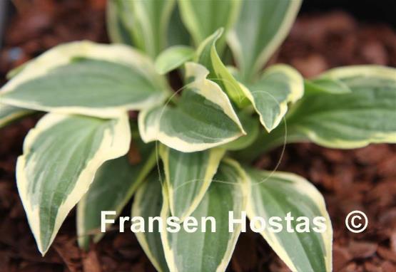 Hosta Jennifer Bailey