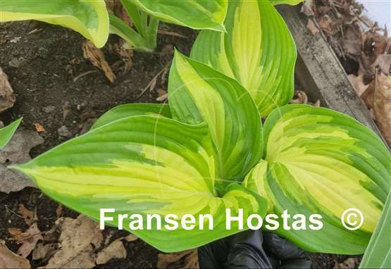 Hosta Jerry Landwehr