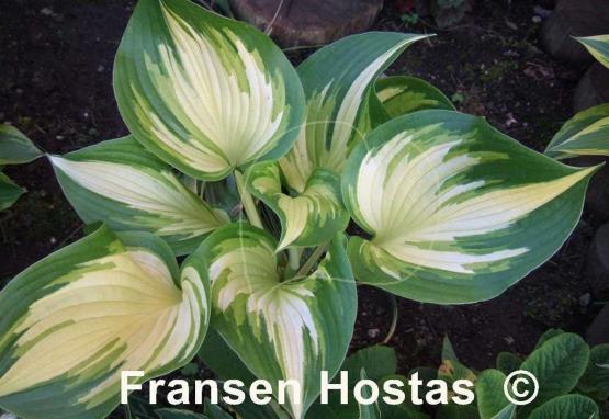 Hosta Jerry Landwehr