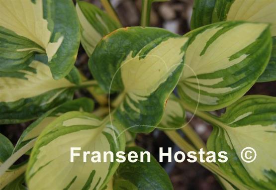 Hosta Jerry Landwehr