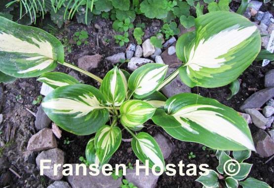 Hosta Jerry Landwehr