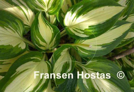 Hosta Jerry Landwehr
