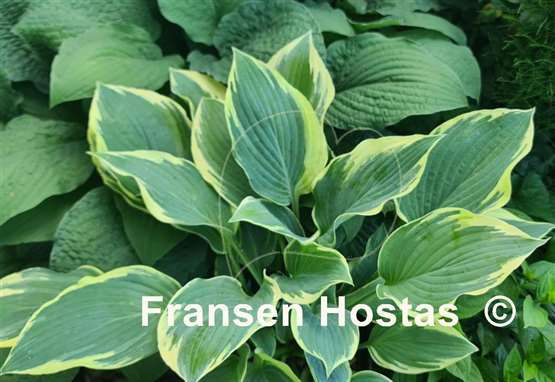 Hosta Jersey Highlights