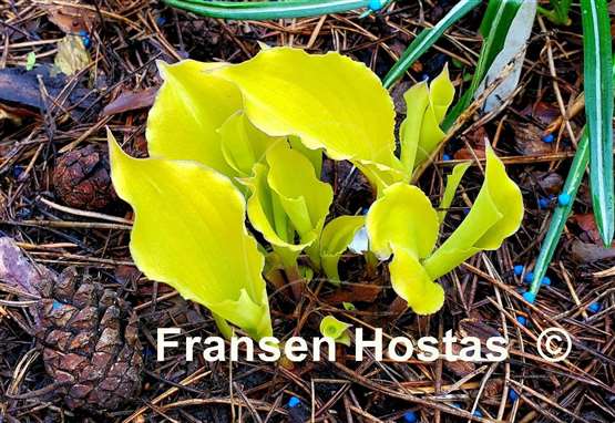 Hosta Jessica Alba