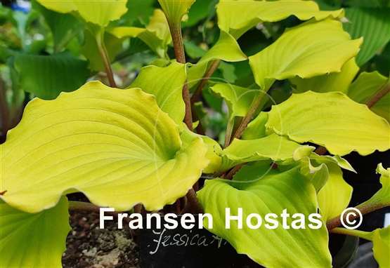 Hosta Jessica Alba