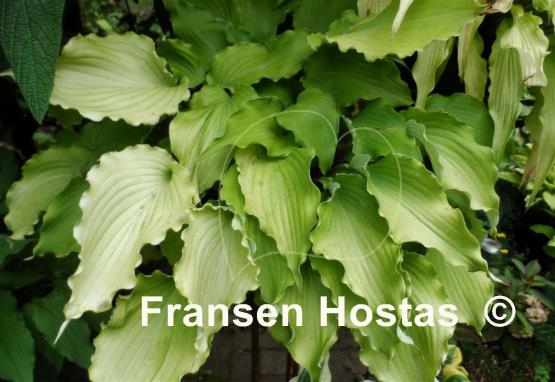 Hosta Jessica Alba