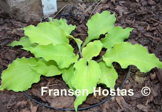Hosta Jessica Alba