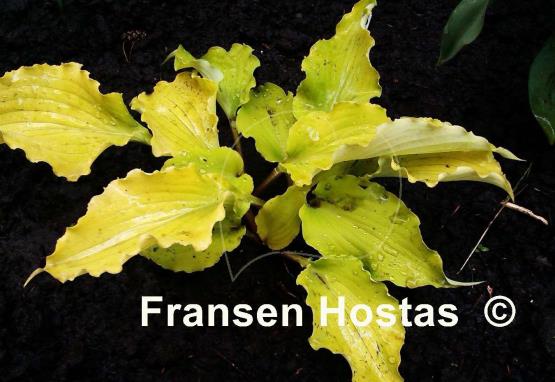Hosta Jessica Alba